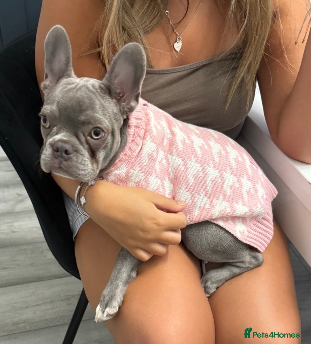 French Bulldog dogs for sale: French bulldog - Image 2