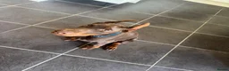 Dobermann dogs for sale: European Dobermann Puppy for sale  - Advert 9