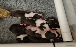 Boston Terrier dogs for sale: Boston Terrier Puppies  - Advert 5
