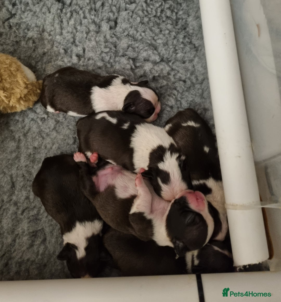 Boston Terrier dogs for sale: Boston Terrier Puppies  - Advert 5