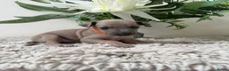 Italian Greyhound dogs for sale: KC registered Beautiful pups - Advert 24