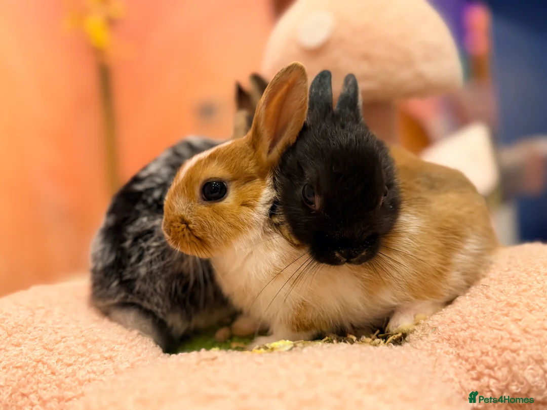 Netherland Dwarf rabbits for sale: Young Netherland dwarf Urgent need of rehoming  - Advert 24