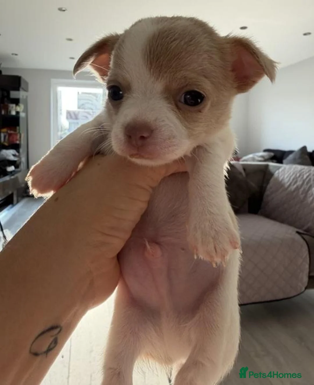 Chihuahua dogs for sale: Bold, Bright & Bursting with Energy–Chihuahuas in Hull - Advert 2