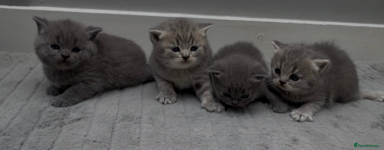 British Shorthair cats 4 Blue Stripe Spotted British shorthair kittens - Advert 6