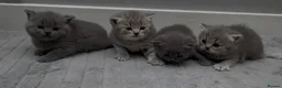 British Shorthair cats for sale: 4 Blue Striped Spotted British shorthair kittens - Advert 10