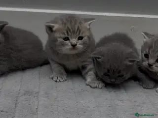 British Shorthair cats 4 Blue Stripe Spotted British shorthair kittens - Advert 1