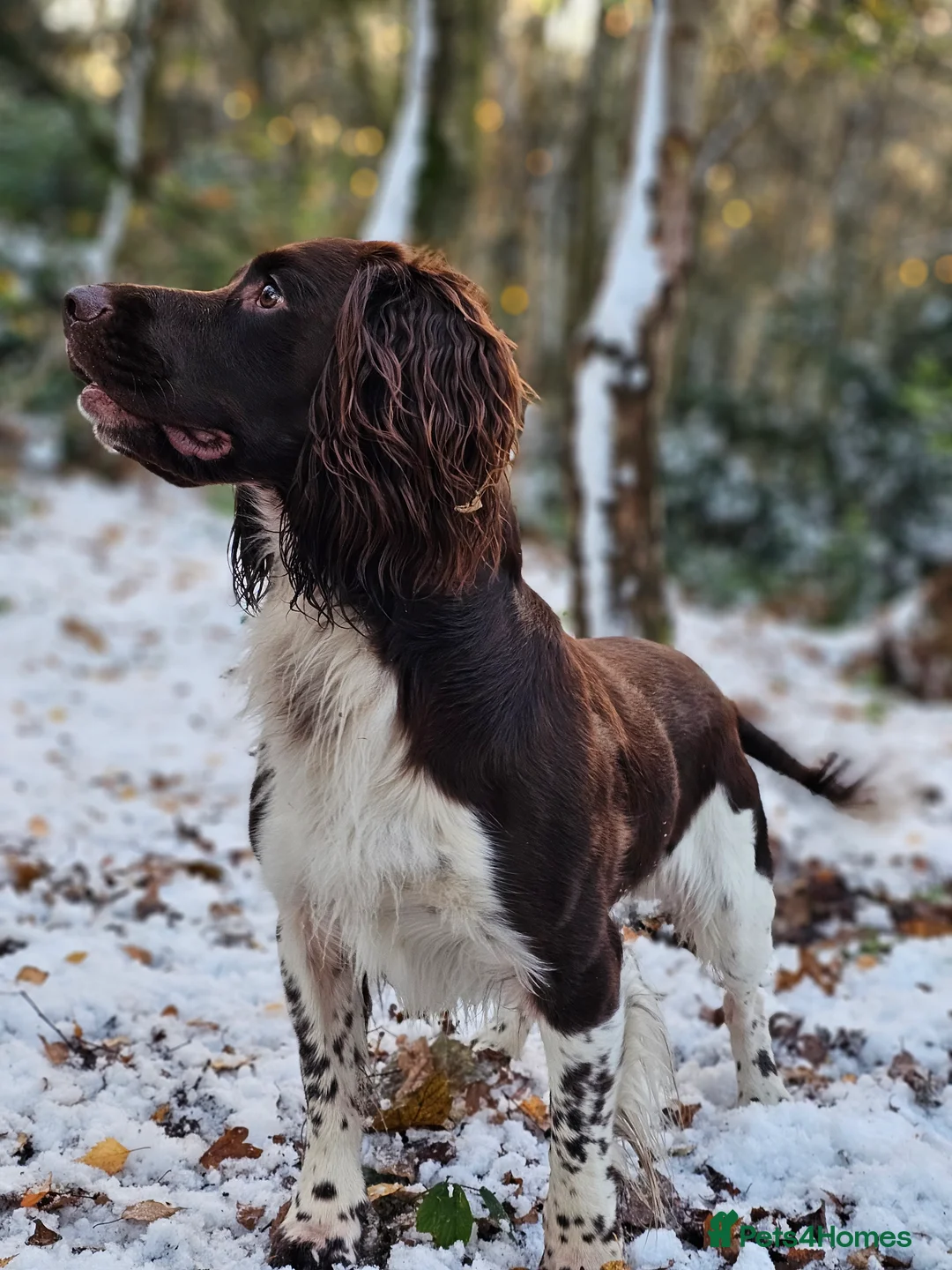 English Springer Spaniel dogs for stud: English Springer Spaniel Stud in Derby - Advert 25