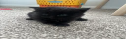 Mixed Breed cats for sale: Kitten  in Rugby - Advert 4