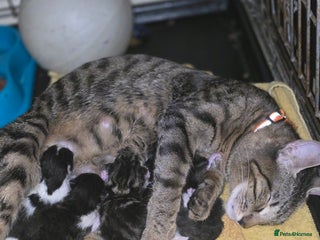 Savannah cats in Spalding - Advert 25