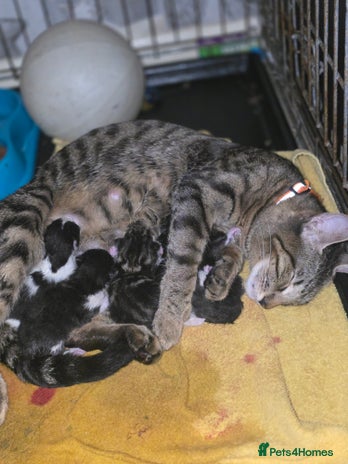 Savannah cats in Spalding - Advert 2