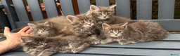 Maine Coon cats for sale: GCCF Fully Registered Maine Coon Kittens  - Advert 10