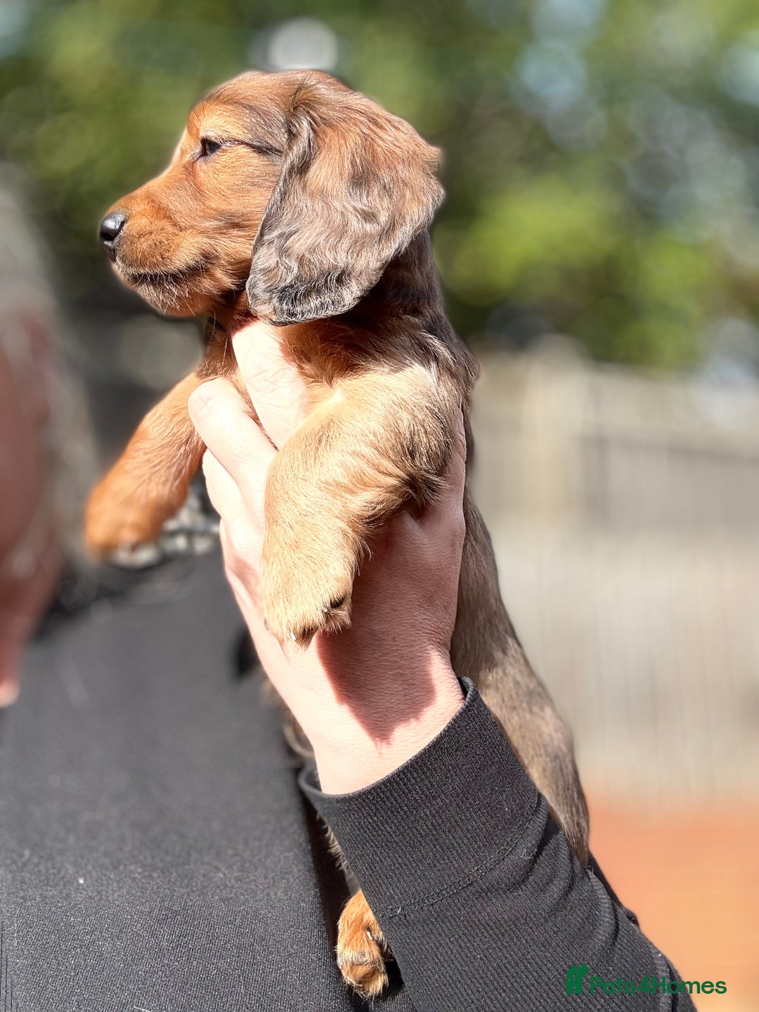 Miniature Dachshund dogs for sale: Mini long hair dapple dachshunds - Image 18