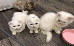 Scottish Fold cats for sale: Scottish fold kittens  - Image 4