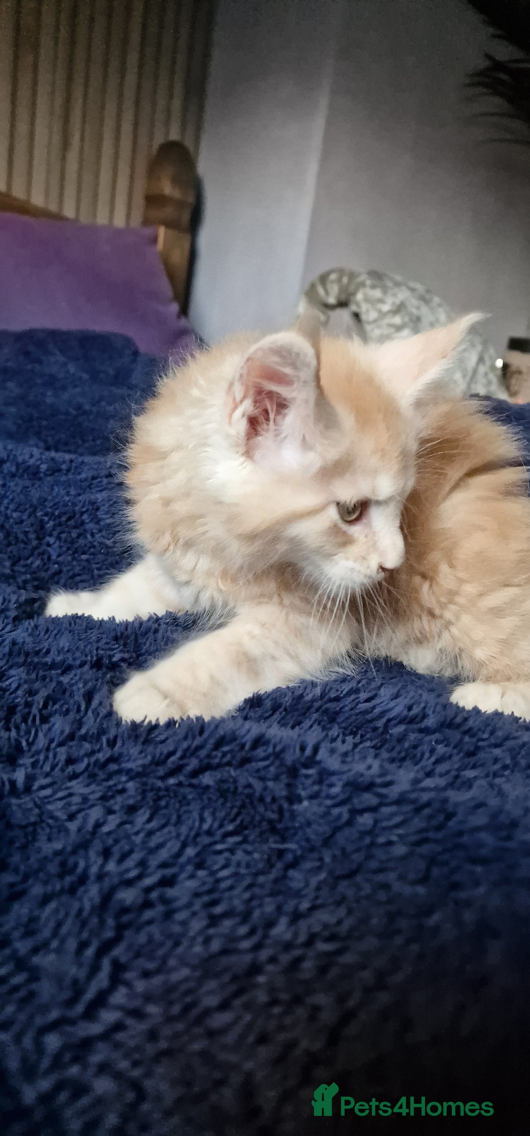 Maine Coon cats for sale: Maine Coon Kittens Looking for Loving Homes - Advert 10
