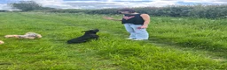 Cane Corso dogs for sale: Lovely cane corso female  - Advert 7