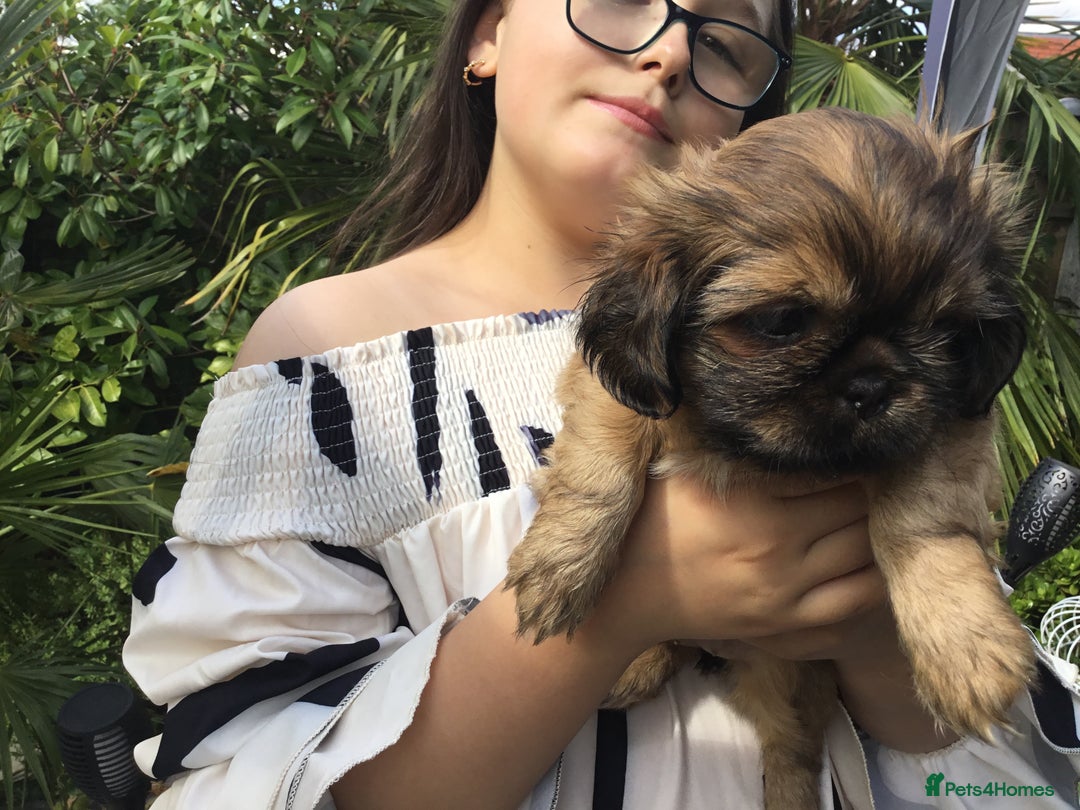 Shih Tzu dogs for sale: Tiny Imperial Shihtzu  Puppies  - Image 21