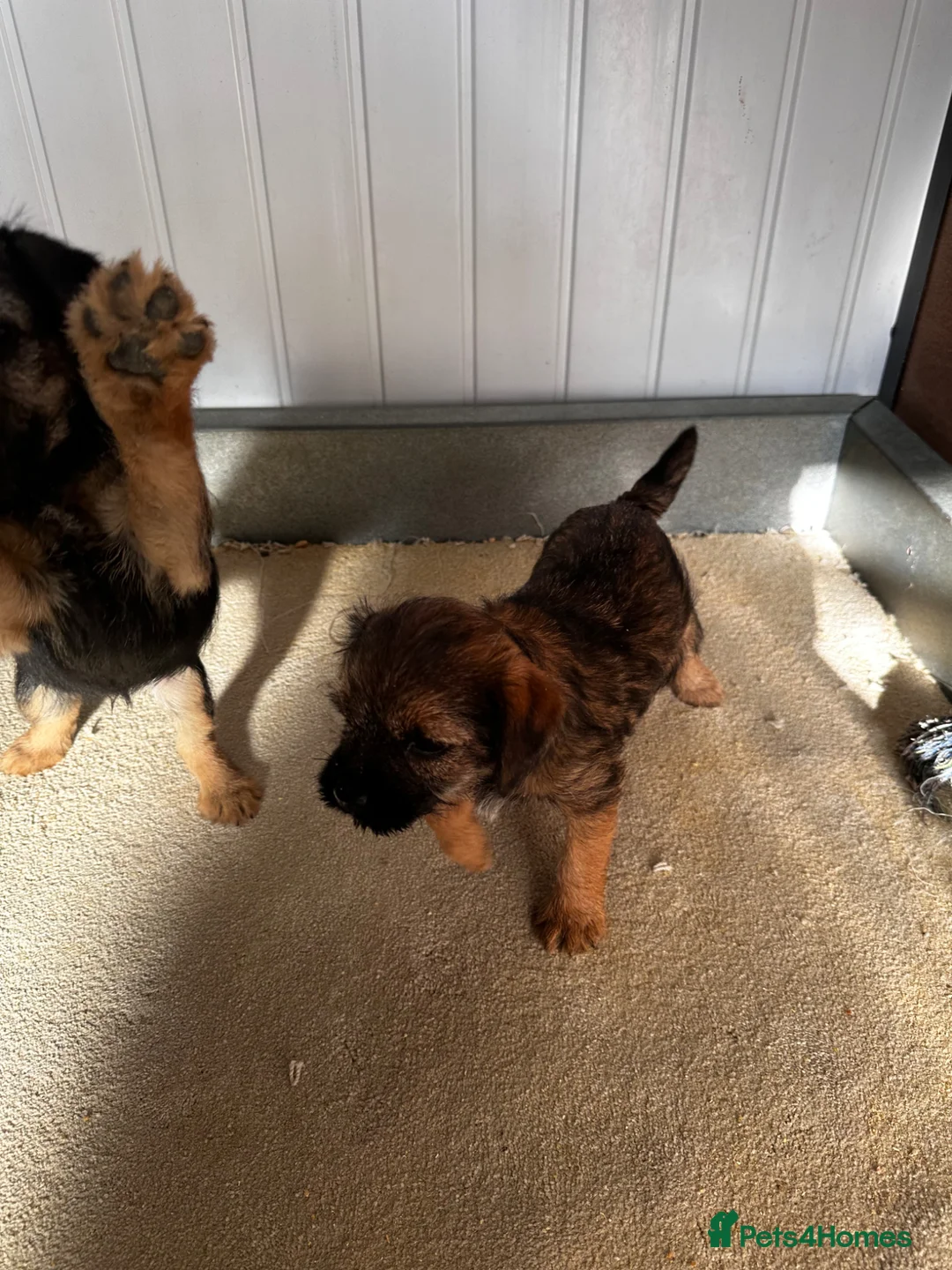 Border Terrier dogs for sale: KC Border Terrier Puppy – One Girl Available - Advert 5