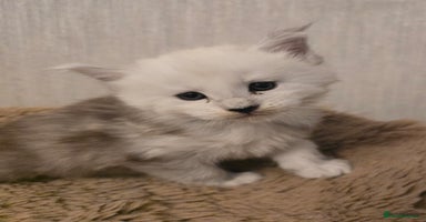 Maine Coon cats - Advert 11