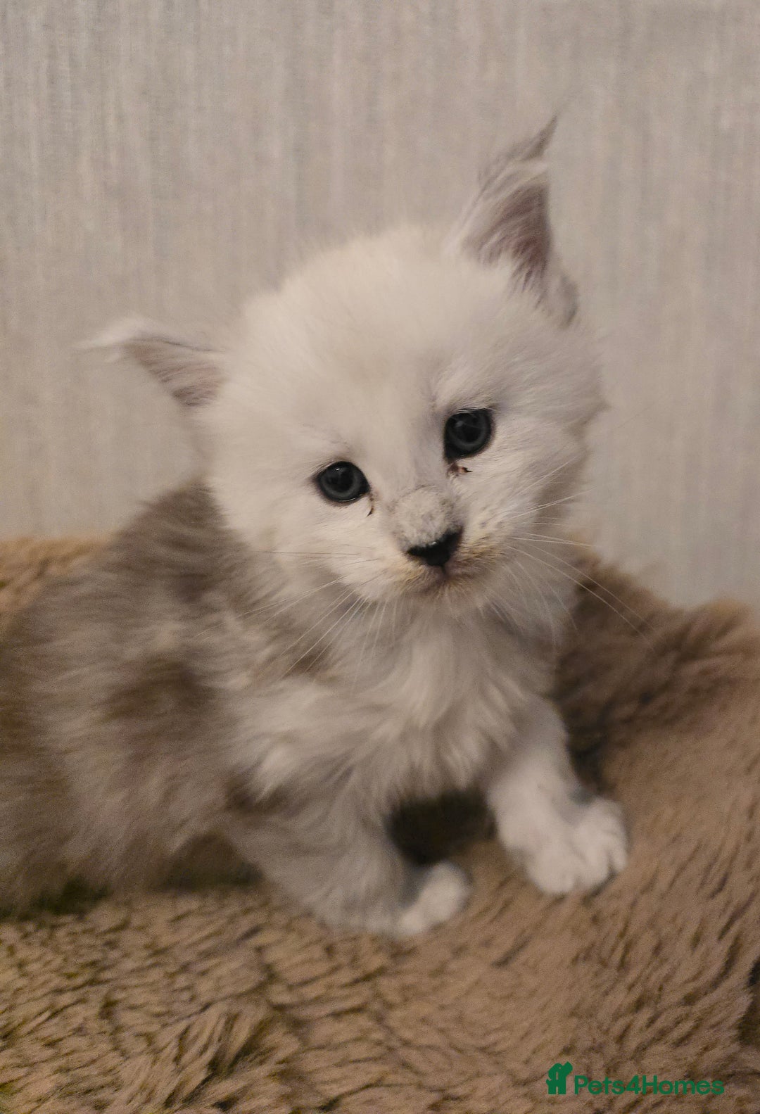 Maine Coon cats for sale: Maine Coon Kittens Black Shaded European Lines - Image 3
