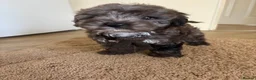 Cockapoo dogs for sale: Beautiful Healthy Puppy Ready for Loving Home - Advert 4