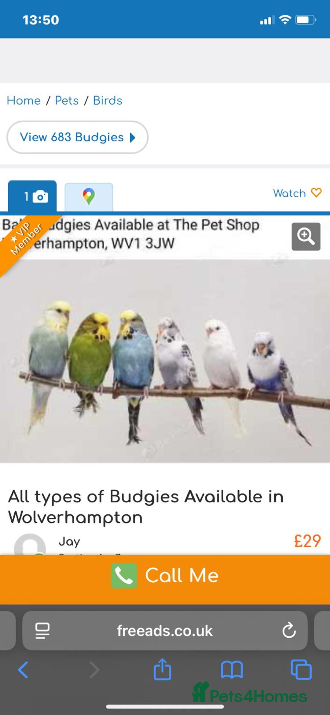 Parrots birds for sale: LOOK! BIRDS/PARAKEETS/PARROTS AVAILABLE  - Image 20