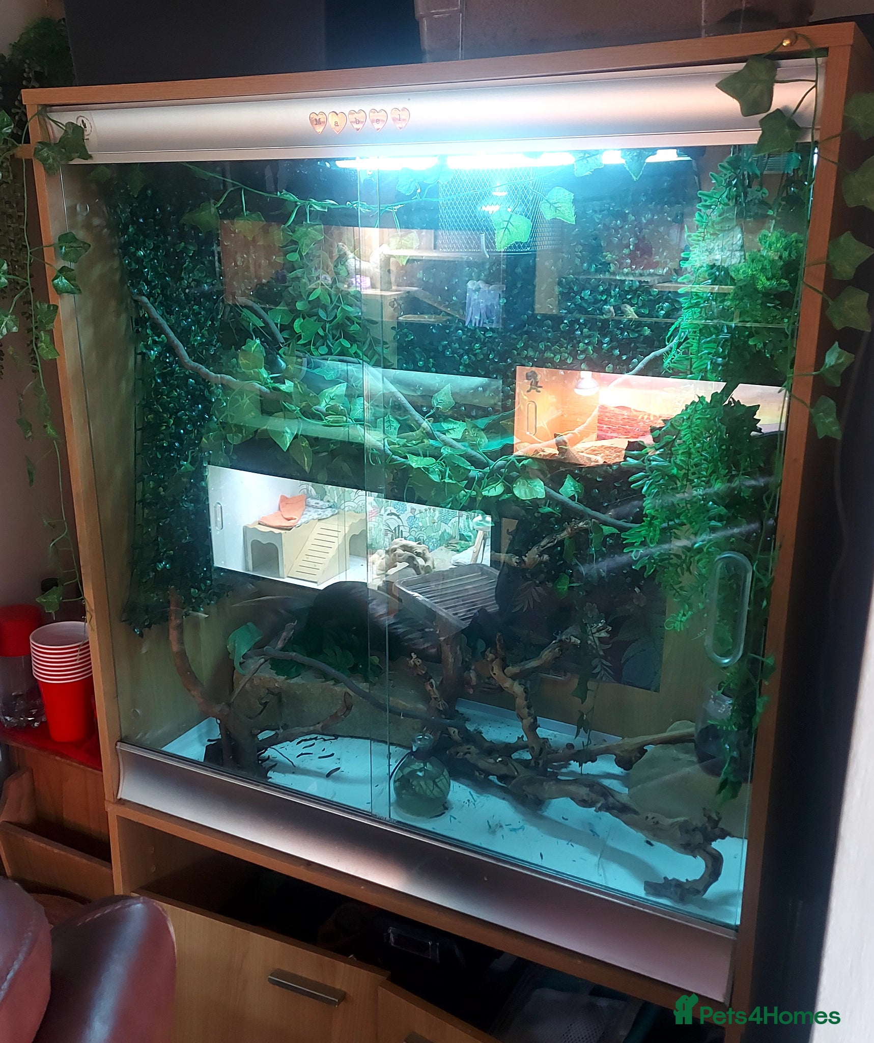 Chameleon reptiles for sale: Young female veiled Chameleon  in Chester - Advert 2
