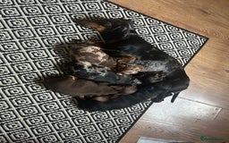 Miniature Dachshund dogs for sale: Miniature dachshunds for sale - ready to go now  - Image 13