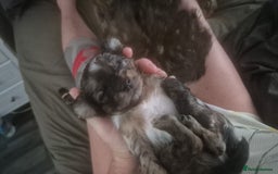 Mixed Breed dogs for sale: Cockapoochis For Sale - Image 9