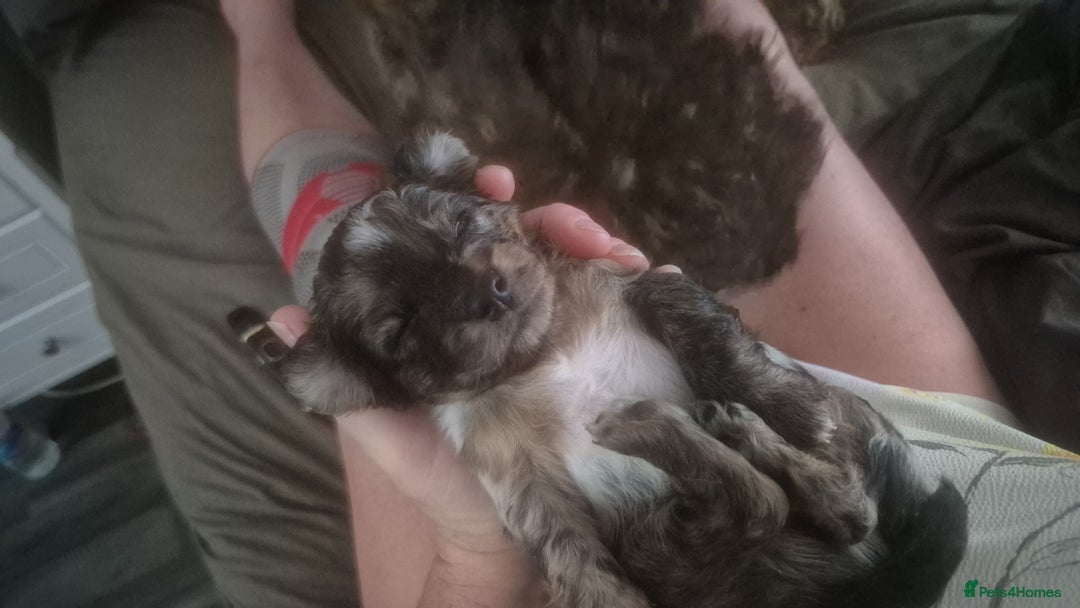Mixed Breed dogs for sale: Cockapoochis For Sale - Image 9