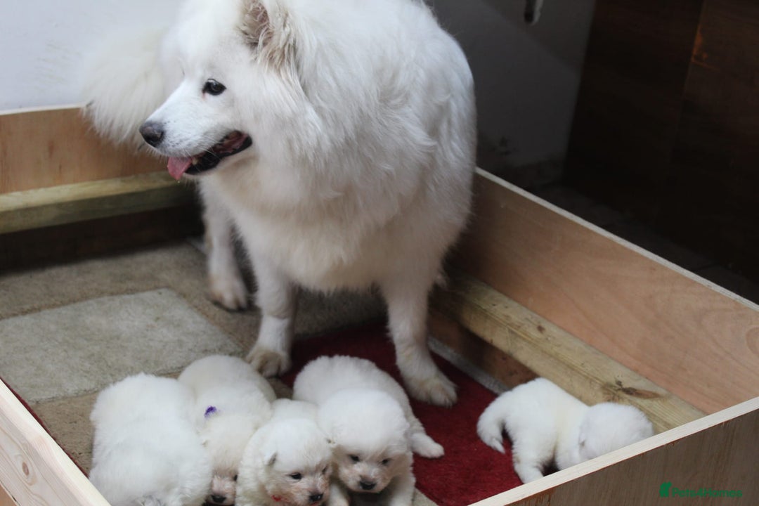 Samoyed dogs for sale: Samoyed puppies - fluff and joy - Image 8