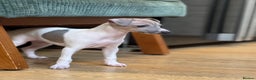 Italian Greyhound dogs for sale: Outstanding repeat mating litter  - Advert 1