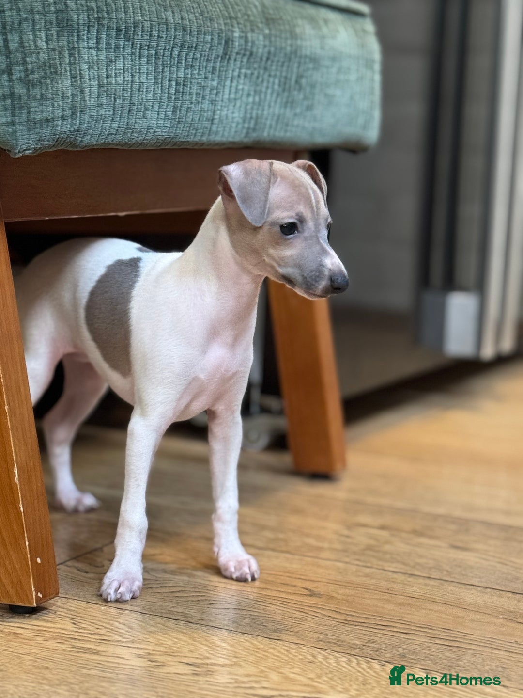 Italian Greyhound dogs for sale: Outstanding repeat mating litter  - Advert 1