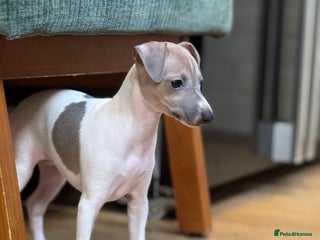 Italian Greyhound dogs Outstanding repeat mating litter - Advert 1
