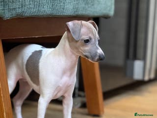Italian Greyhound dogs for sale: Outstanding repeat mating litter - Advert 1