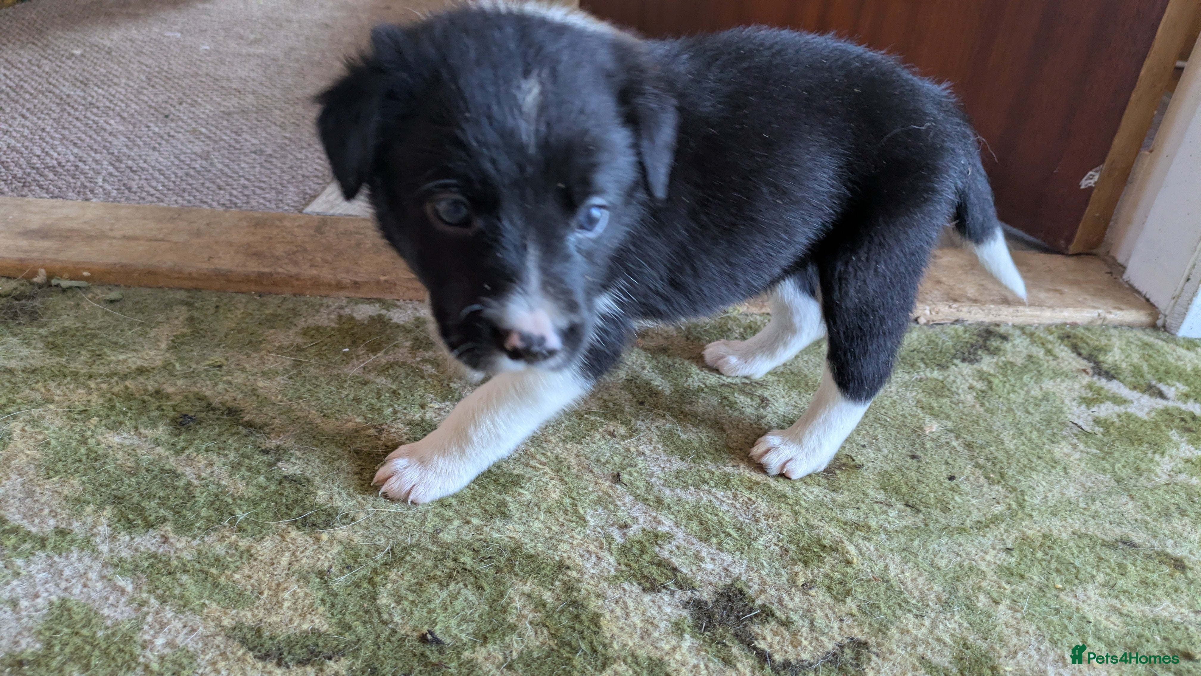 Border Collie dogs Collie pups from working strain - Advert 2