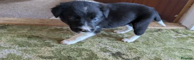 Border Collie 5 boy