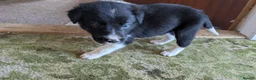 Border Collie dogs for sale: Collie pups from working strain in Tain - Advert 2