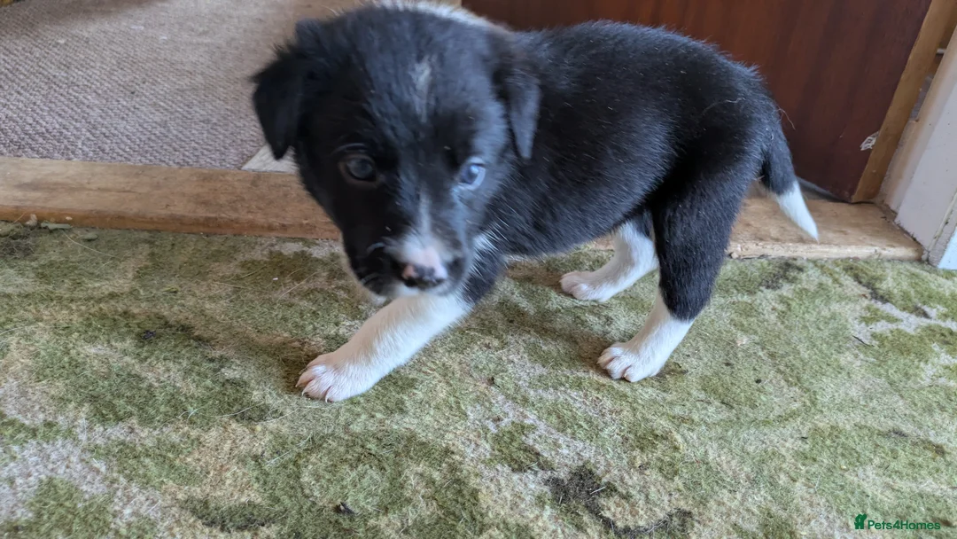 Border Collie dogs for sale: Collie pups from working strain in Tain - Advert 2