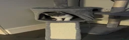 Mixed Breed cats for sale: Kittens half saimess  - Advert 5