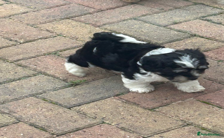 Havanese dogs - Advert 1