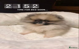 Pomeranian dogs for sale: Cecil the Pomeranian - Image 9