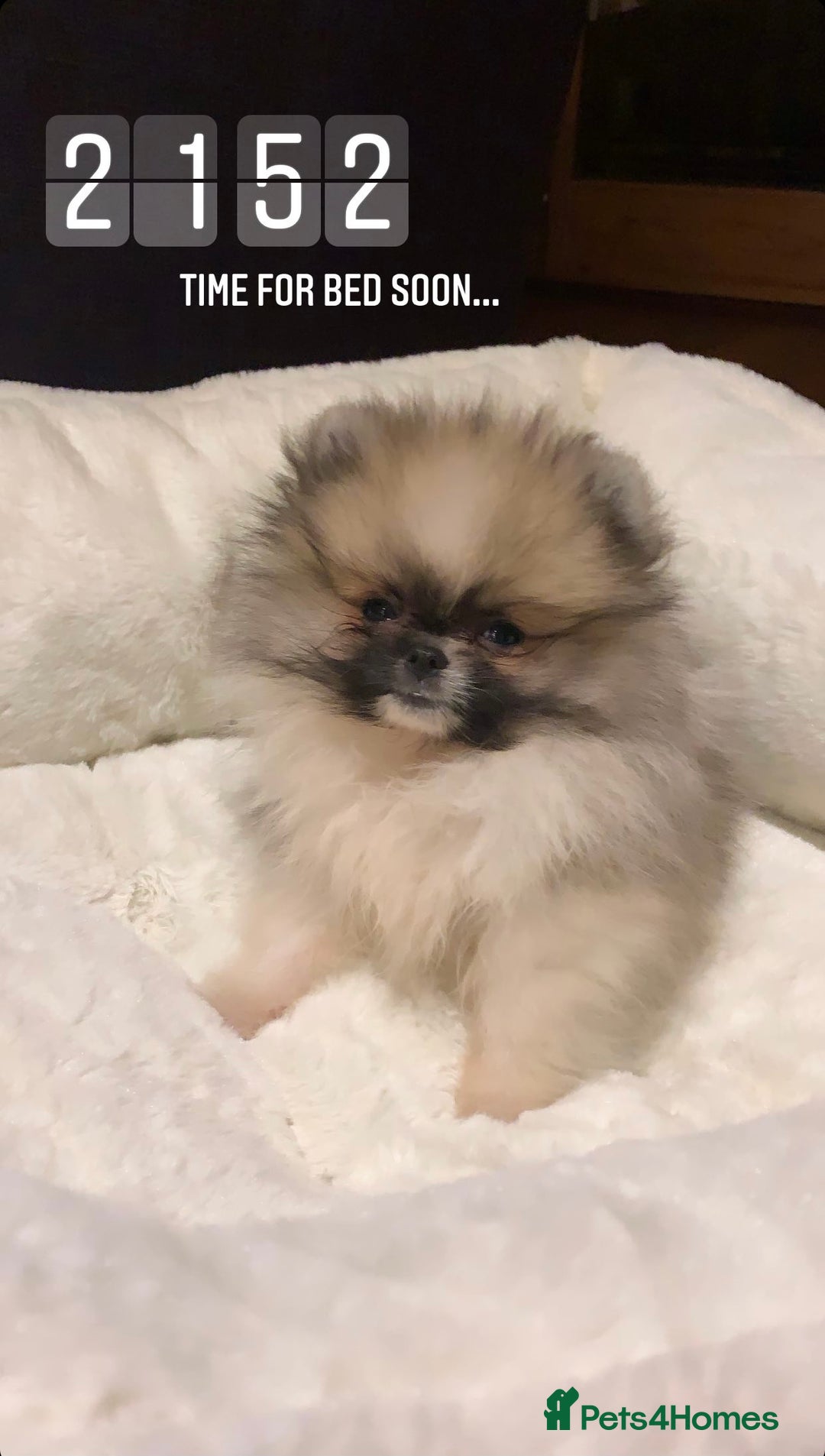 Pomeranian dogs for sale: Cecil the Pomeranian - Image 9