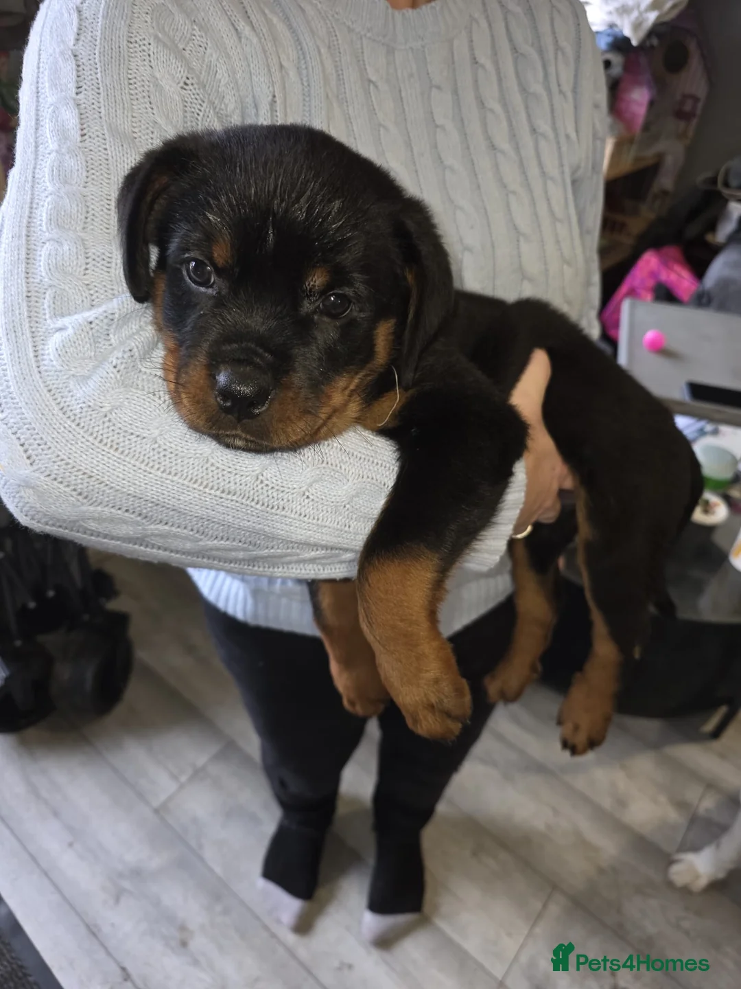 Rottweiler dogs for sale: Purebred Rottweiler Puppies ready to leave  - Advert 16