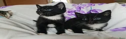 Mixed Breed cats for sale: Adorable & Playful Kittens Raised with Kids  - Advert 13