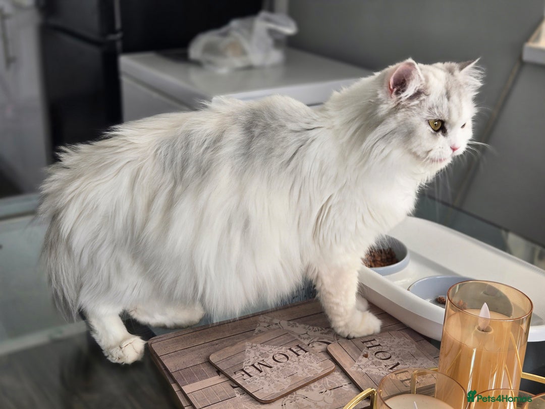 Persian cats for sale: Persian x fluffy kittens  - Image 19