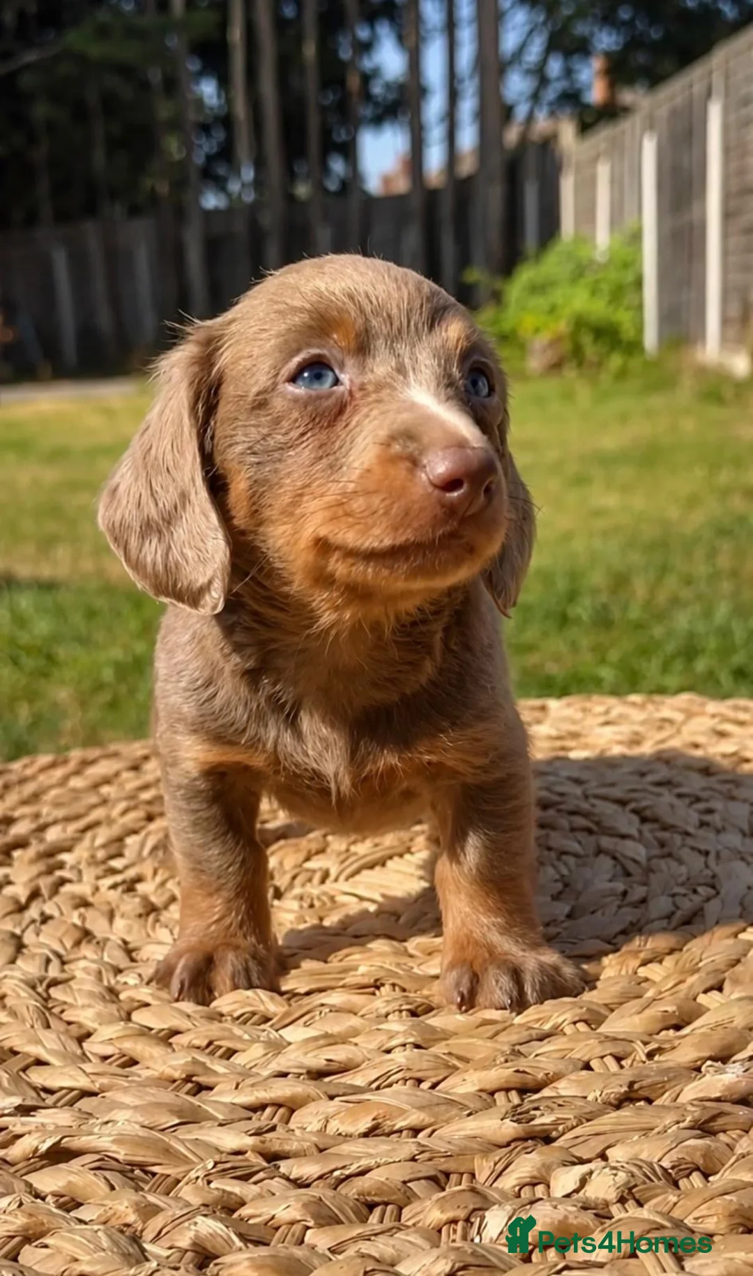 Miniature Dachshund dogs for sale: KC Miniature Dachshund Puppies - Advert 2