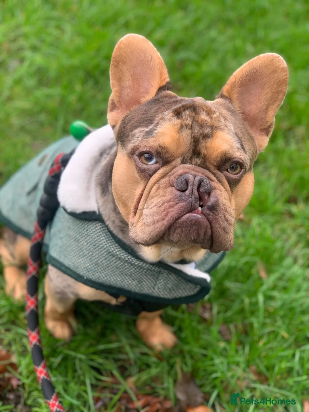 French Bulldog dogs for sale: 3 year old male French bulldog - Advert 1