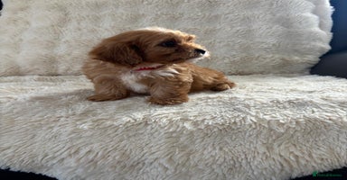 Cavapoo dogs - Advert 1