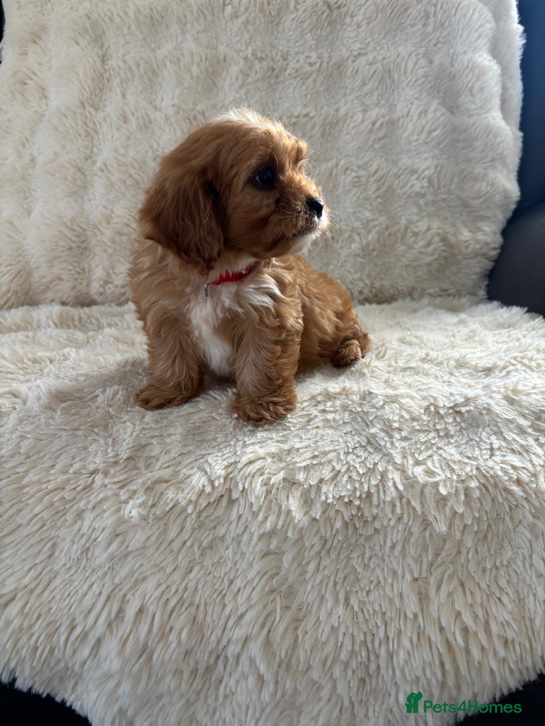Cavapoo dogs for sale: *red cavapoos one boy left* - Image 5
