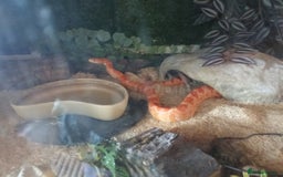 Corn Snake reptiles for sale: Beautiful corn snake for sale plus full setup. - Image 2